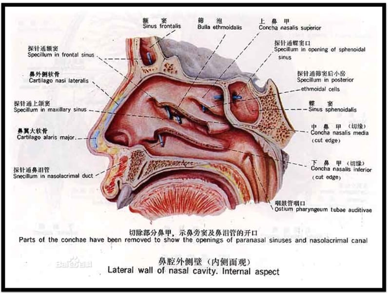 总论、耳鼻咽喉组织病理学-文档资料.ppt_第3页