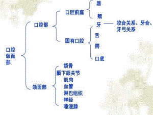 最新《口腔解剖》-PPT文档.ppt