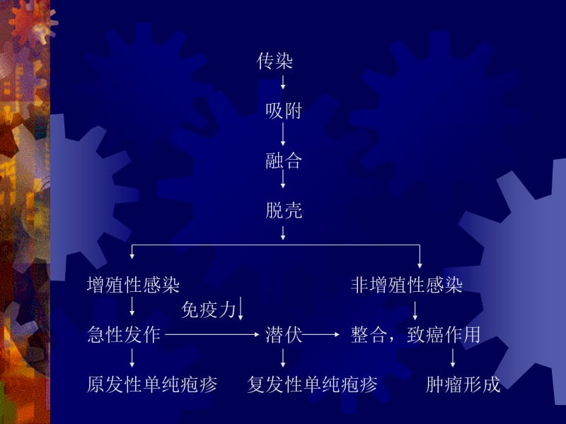 口腔黏膜感染性疾病-疱疹性1-文档资料.ppt_第3页