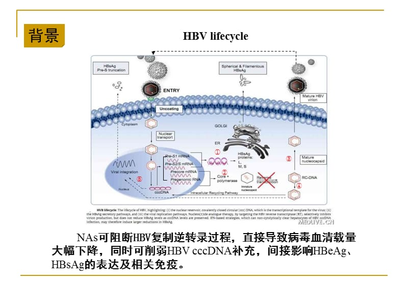 2018年周晓东医生：联合应答与数字化联动分析在慢乙肝个体化治疗中的意义-文档资料.ppt_第2页