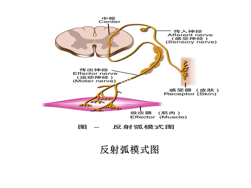 2018年动物生理学4神经系统内分泌系统和感官-文档资料.ppt_第3页