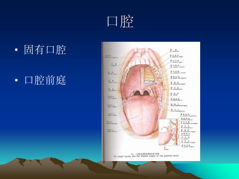 2018年口腔颌面部解剖学-文档资料.ppt_第2页