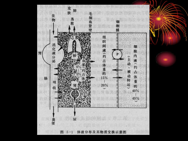 2018年第四讲血液生理-文档资料.ppt_第3页