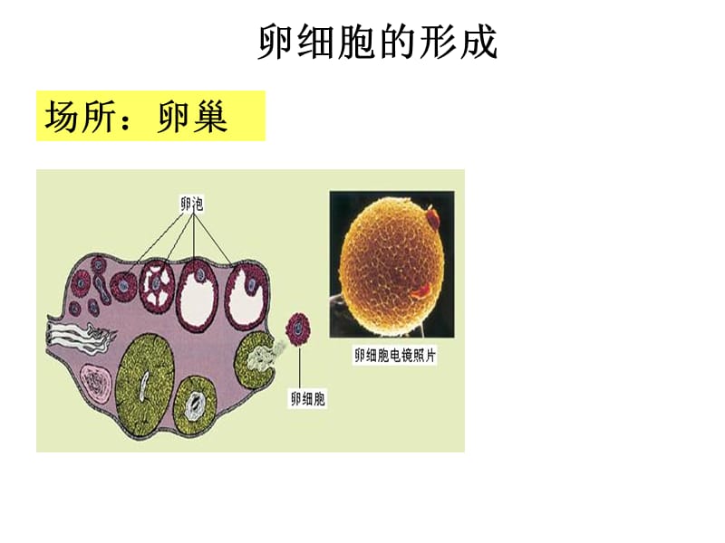 2018年减数分裂卵细胞的形成和受精作用-文档资料.ppt_第1页