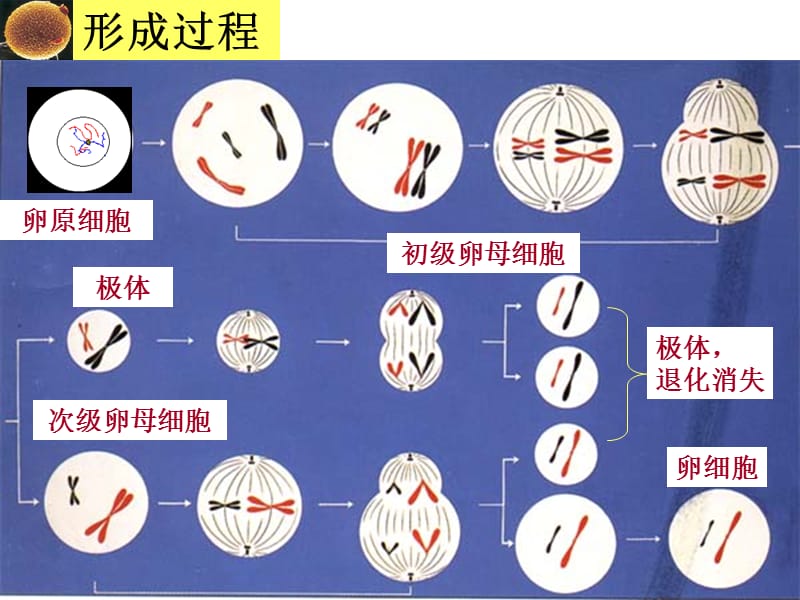 2018年减数分裂卵细胞的形成和受精作用-文档资料.ppt_第2页