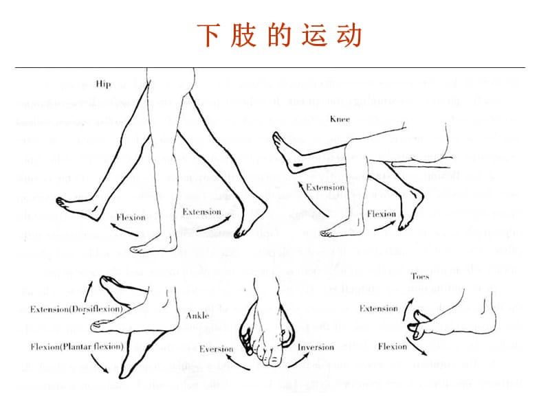 最新：下肢的骨骼1-文档资料.pptx_第1页