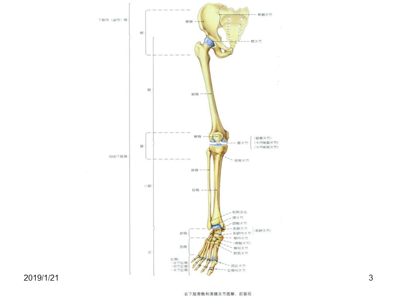 最新：下肢的骨骼1-文档资料.pptx_第3页