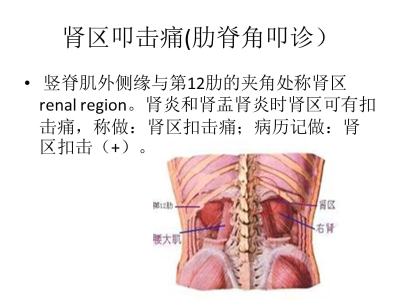 2018年肾及输尿管压痛点-文档资料.pptx_第3页