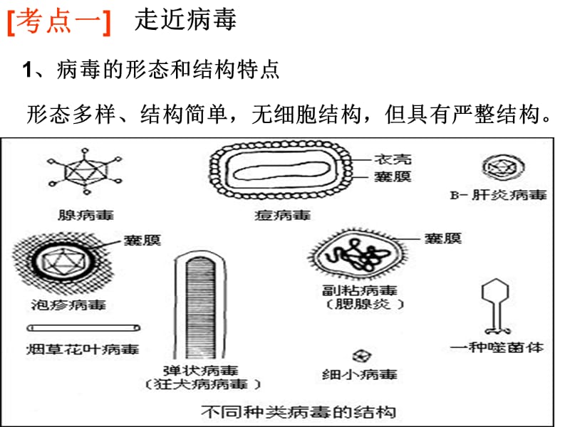 2012年高考生物总复习--病毒-文档资料.ppt_第3页