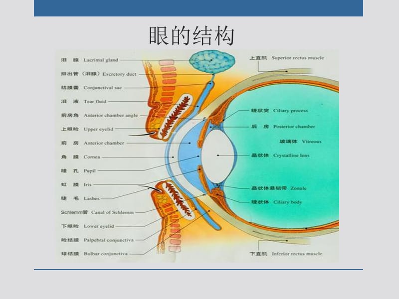 2018年外周神经系统药理学-文档资料.ppt_第3页