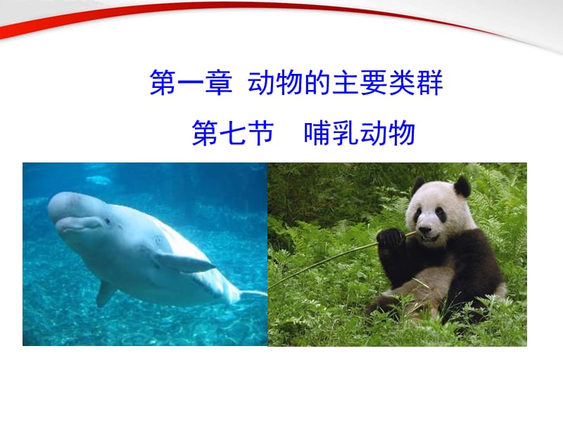 新人教版八上第一章第七节哺乳动物.ppt_第2页