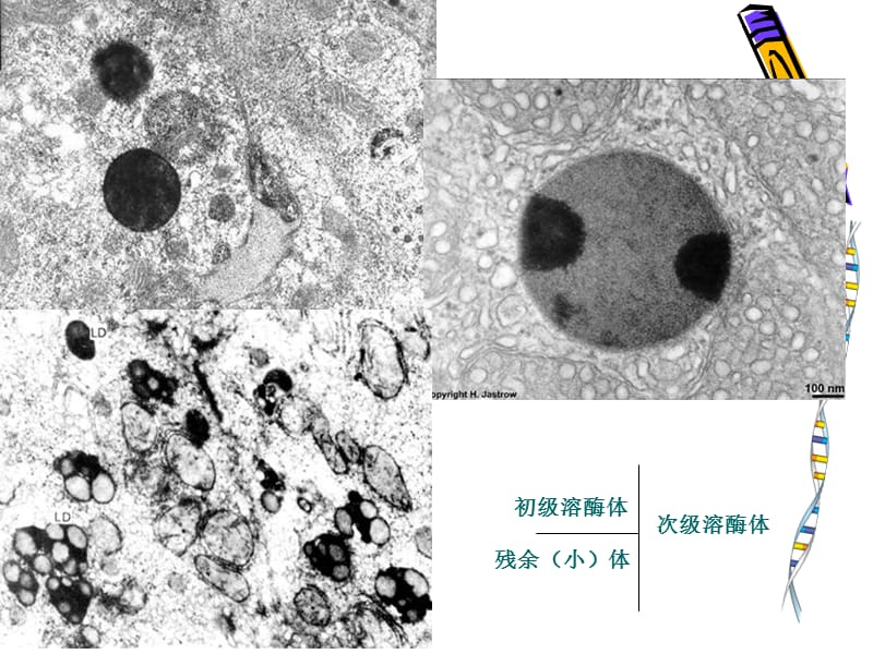 2018年细胞生物学72-文档资料.ppt_第2页