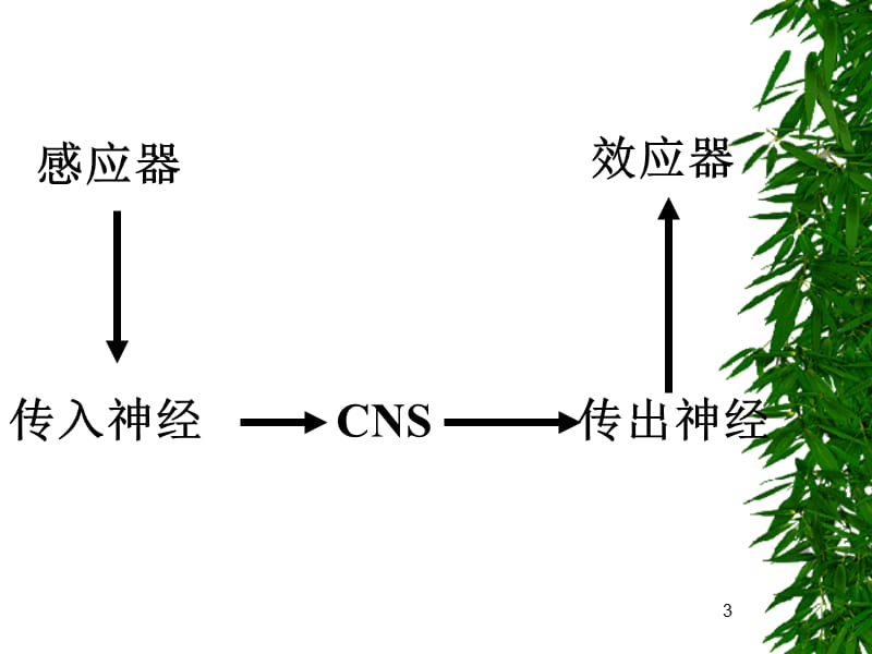 最新5传出神经系统药理概论new-精选文档-PPT文档.ppt_第3页