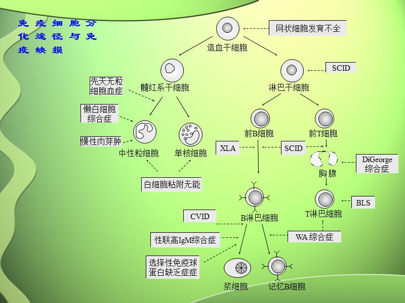 2018年医学免疫学-15免疫缺陷性疾病-文档资料.ppt_第1页