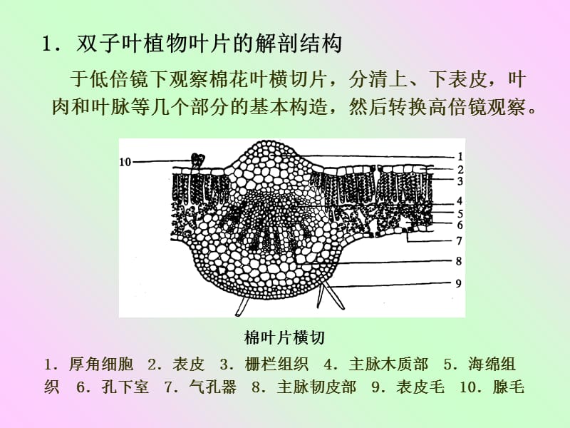 2018年实验六叶的解剖结构-文档资料.ppt_第3页