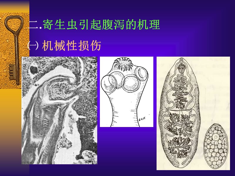 寄生虫感染和腹泻-PPT文档.ppt_第3页