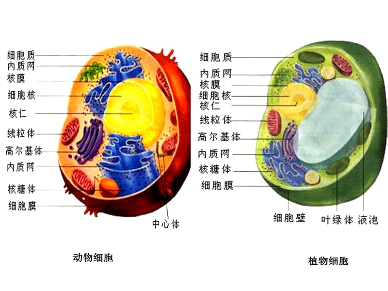 2018年第二章细胞与组织-文档资料.ppt_第3页