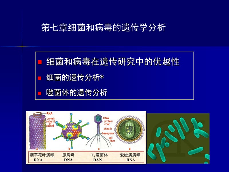 2018年第八章：细菌和病毒的遗传学分析-文档资料.ppt_第1页