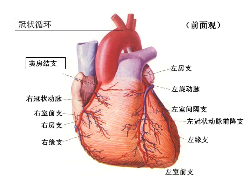 心电图课件11-心肌缺血、梗死-PPT文档.ppt_第2页