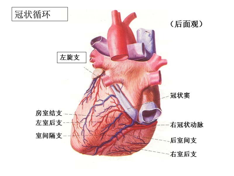 心电图课件11-心肌缺血、梗死-PPT文档.ppt_第3页