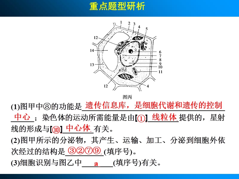 2014高考生物一轮复习第二单元细胞的基本结构和物质运输功能考能专项突破-精选文档.ppt_第2页