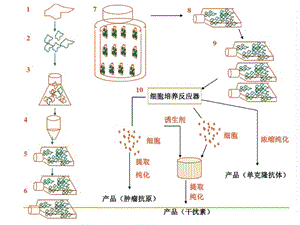 动物细胞培养制药工艺-精选文档.ppt