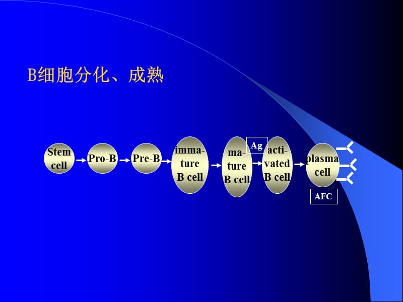 2018年医学免疫学学免疫学B淋巴细胞-文档资料.ppt_第1页