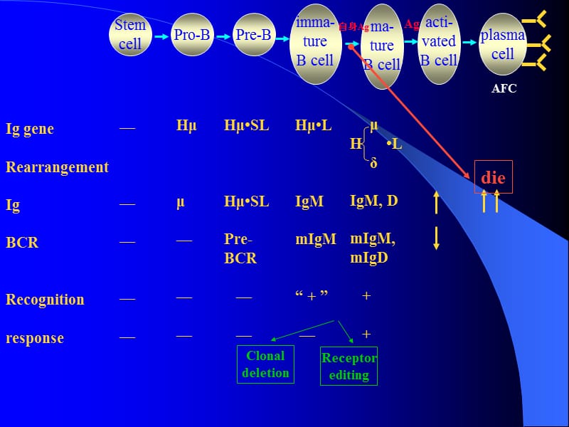 2018年医学免疫学学免疫学B淋巴细胞-文档资料.ppt_第2页