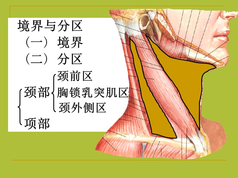 局部解剖学 - 颈 部-精选文档.ppt_第1页