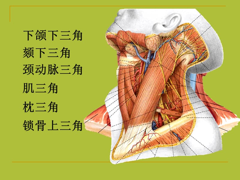 局部解剖学 - 颈 部-精选文档.ppt_第2页