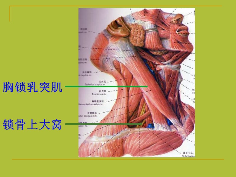 局部解剖学 - 颈 部-精选文档.ppt_第3页