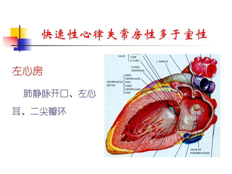 房速与房扑的相关心电图问题-文档资料.ppt_第3页