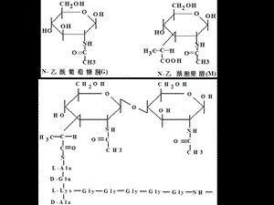 抗生素备课第二章抗生素的作用机制-PPT文档.ppt