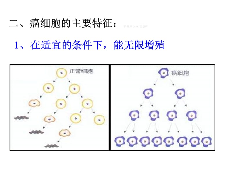 2018年人教版教学课件河北省石家庄一中20122013学年高一生物《64细胞的癌变》课件新人教版必修1-文档资料.ppt_第3页