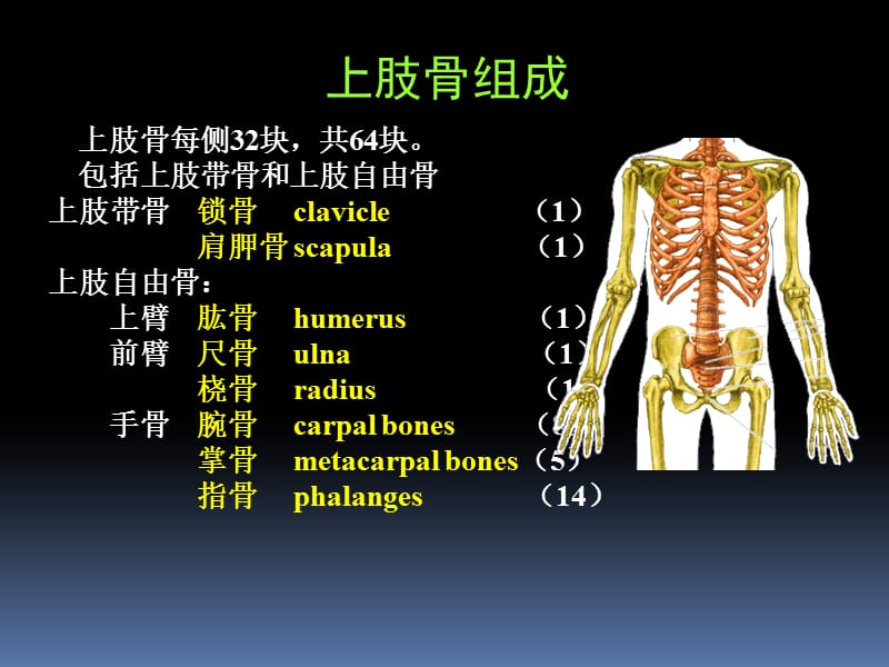 2018年罗英瑾01-02附肢骨骼-文档资料.ppt_第2页