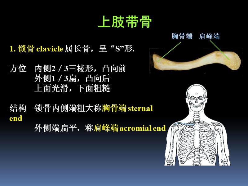 2018年罗英瑾01-02附肢骨骼-文档资料.ppt_第3页