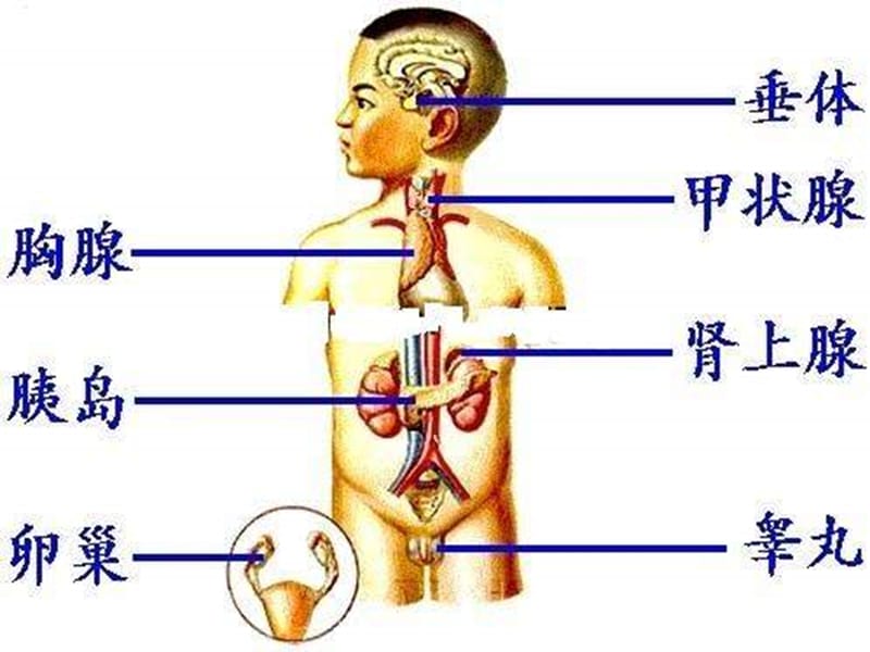 最新人体的神经调节1-PPT文档.ppt_第1页