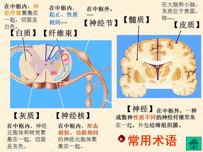 2018年解剖神经系统1-文档资料.ppt_第2页