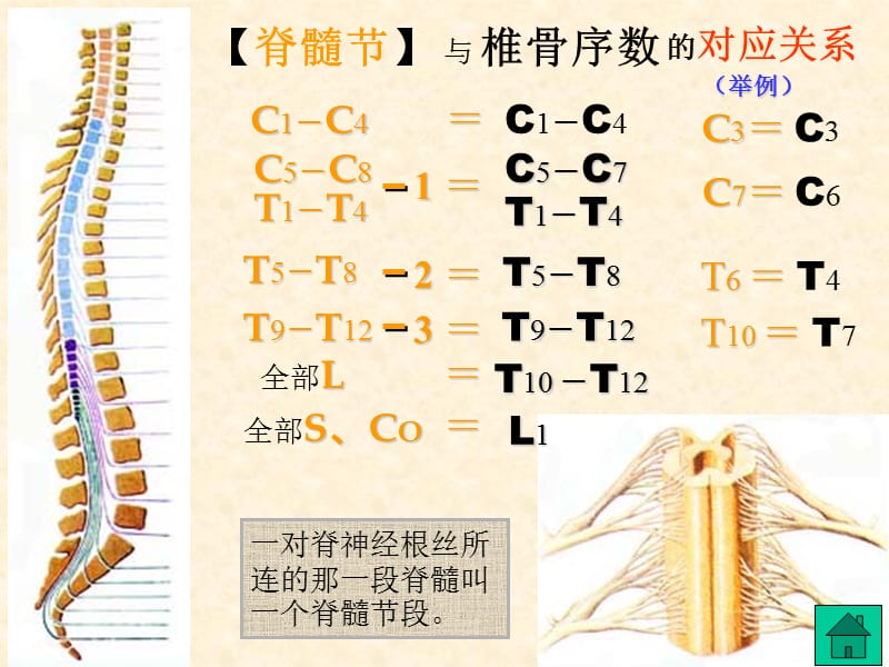 2018年解剖神经系统1-文档资料.ppt_第3页