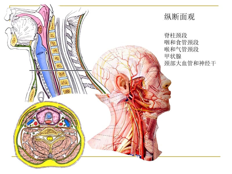 2018年第一节颈部的主要器官-文档资料.ppt_第2页