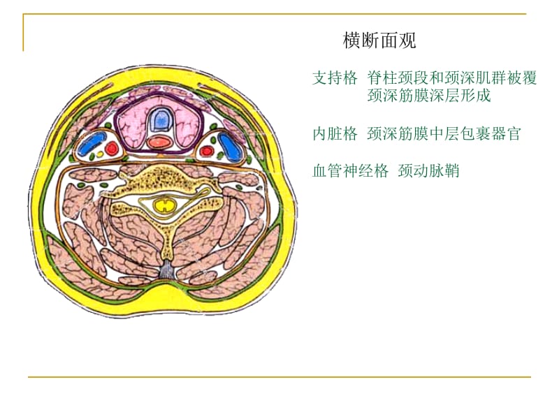 2018年第一节颈部的主要器官-文档资料.ppt_第3页