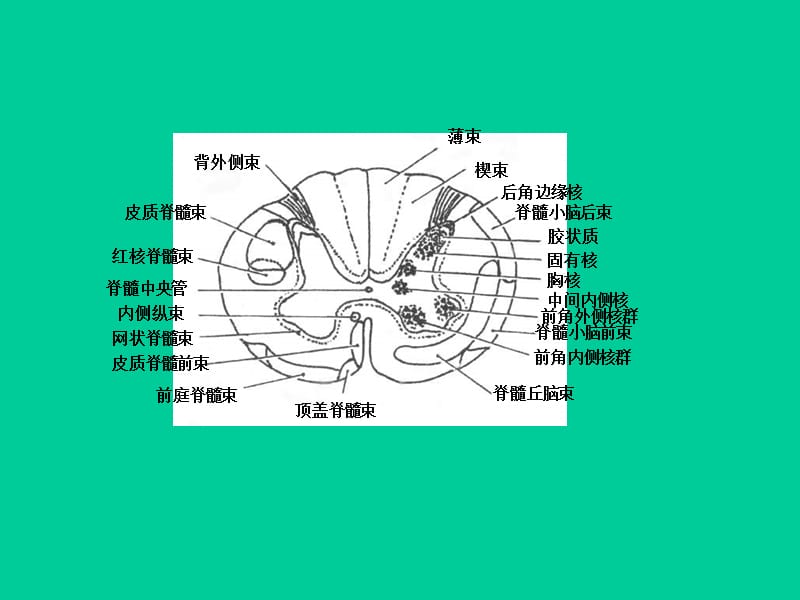 局部解剖学 - 脑干断面图(作业)01-精选文档.ppt_第1页