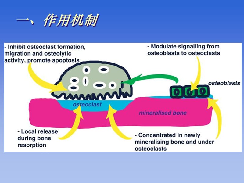 2018年02二膦酸盐药物在骨科中的应用-文档资料.ppt_第2页