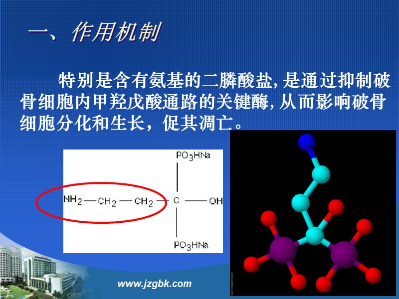 2018年02二膦酸盐药物在骨科中的应用-文档资料.ppt_第3页