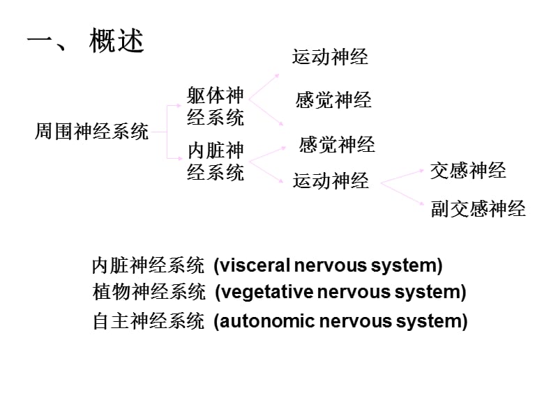 内脏神经liyuan-文档资料.ppt_第2页