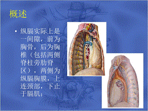 原发性纵膈肿瘤ppt课件-文档资料.ppt