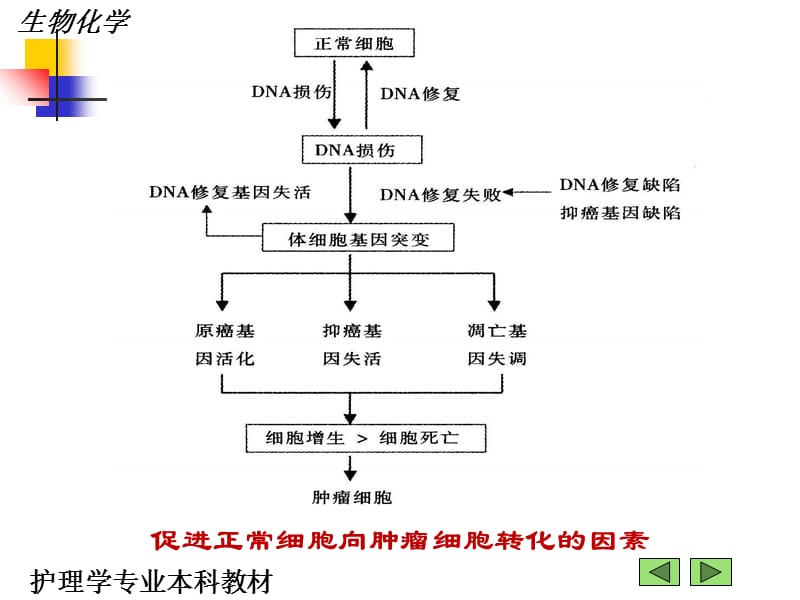 17第十七章肿瘤的生化基础-精选文档.ppt_第3页