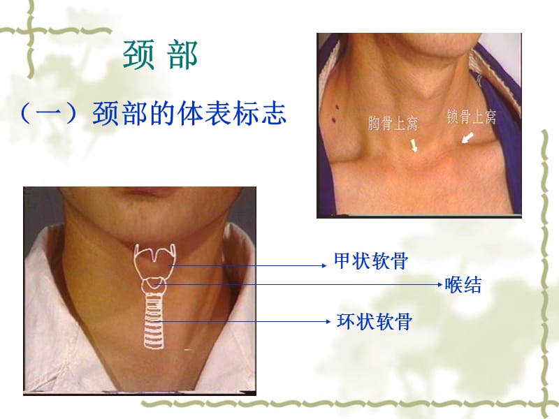 13颈部胸壁胸廓乳房的检查-PPT课件.ppt_第2页