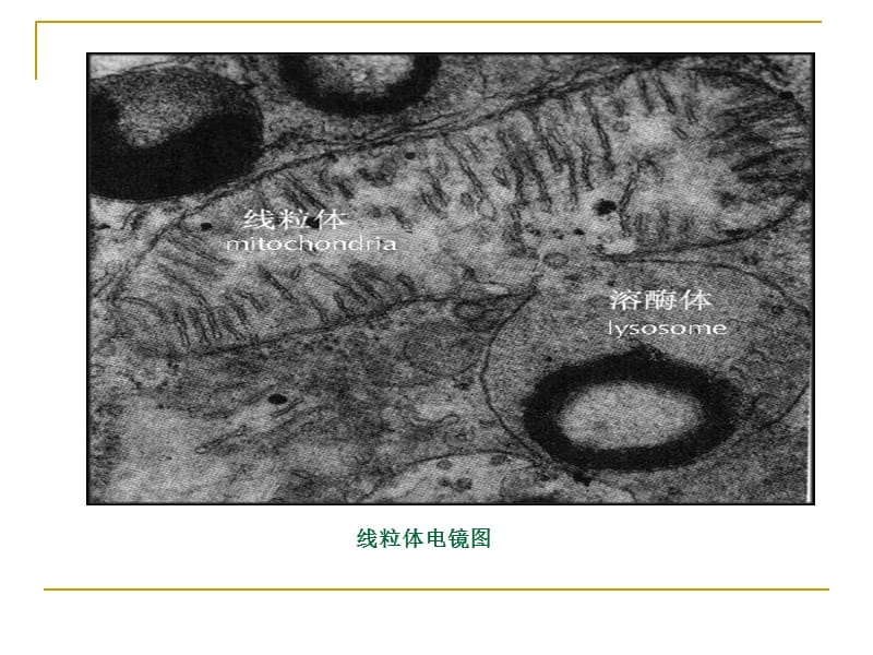 2018年线粒体疾病的遗传-文档资料.ppt_第2页