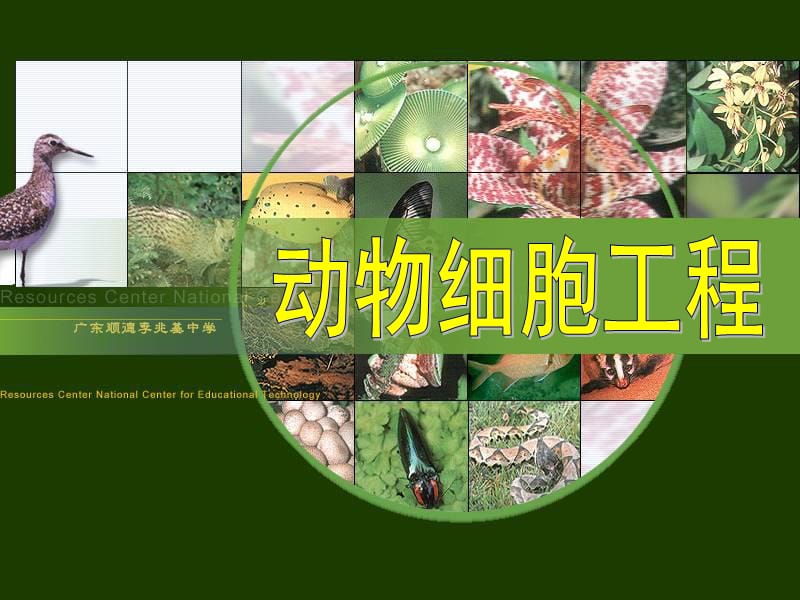 221动物细胞培养和核移植技术-PPT文档资料.ppt_第1页